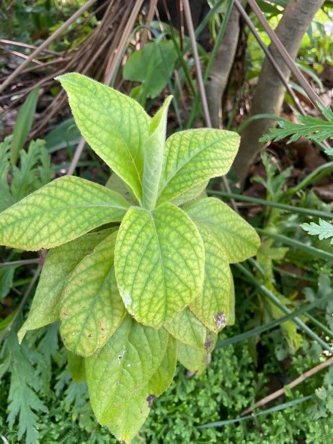 Blumea balsamifera 6