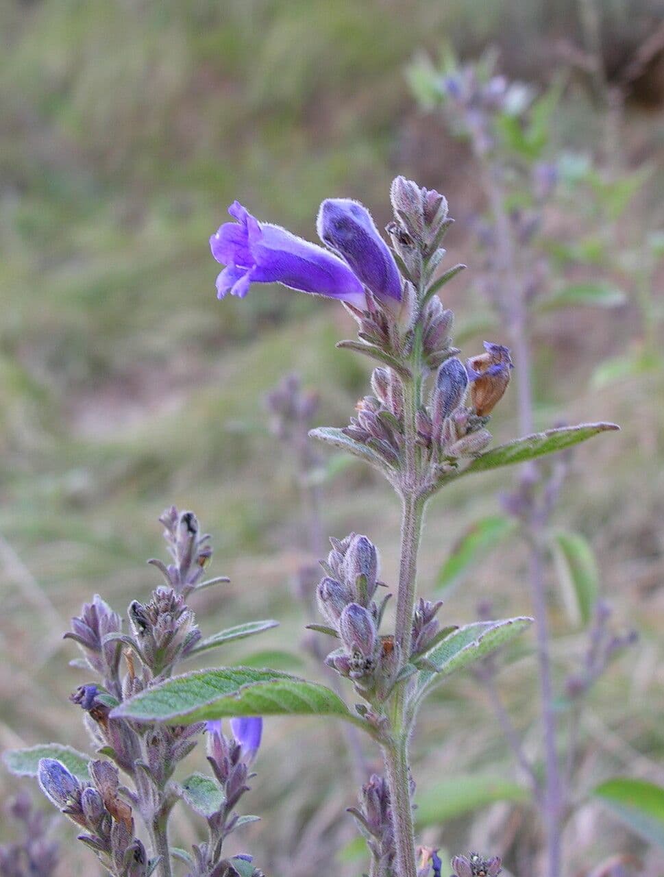Strobilanthes 3