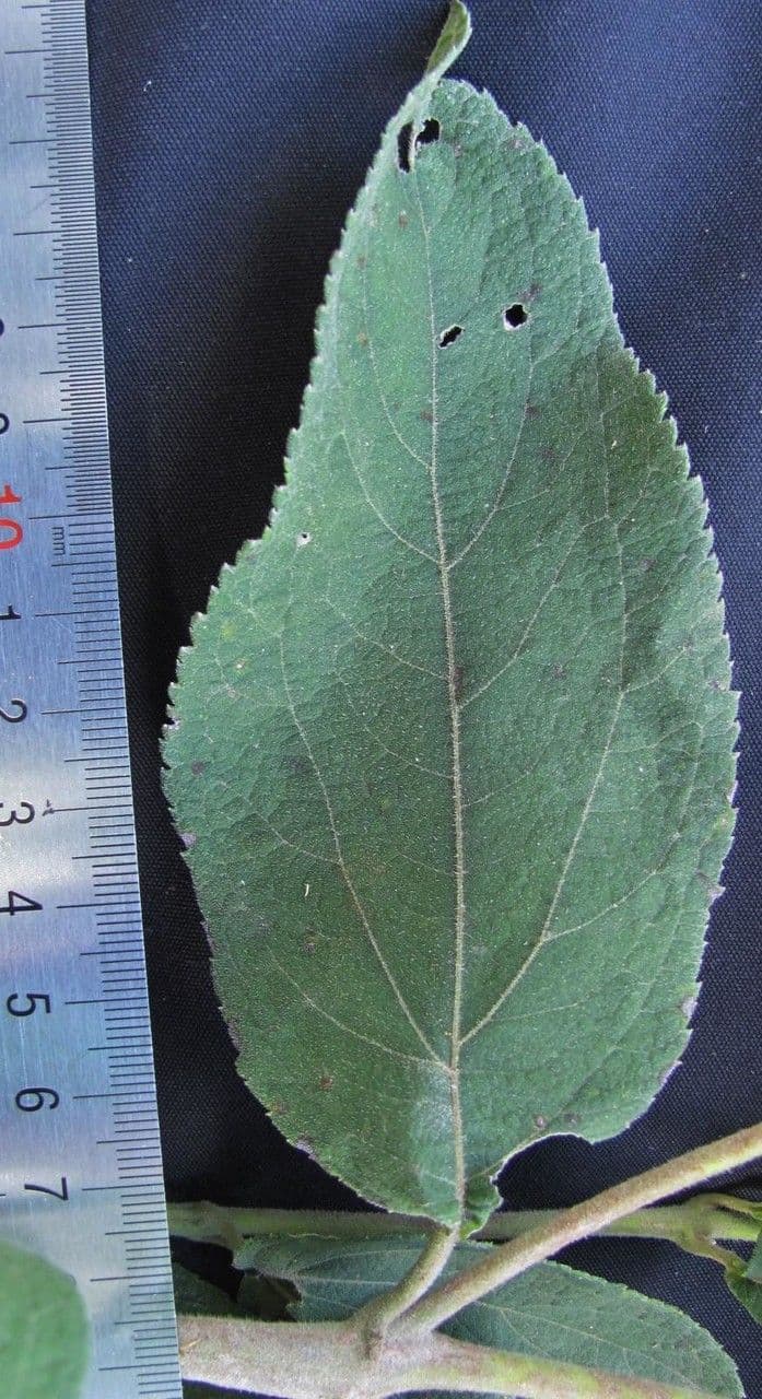 Clibadium 28