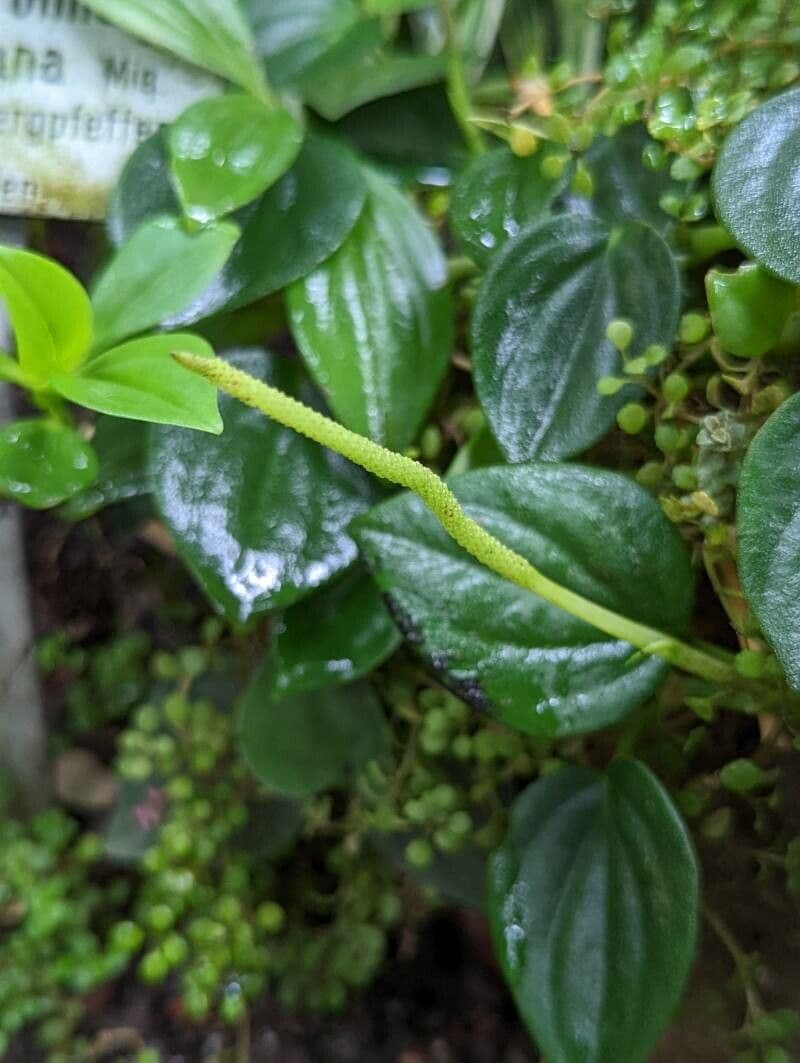 Peperomia velloziana