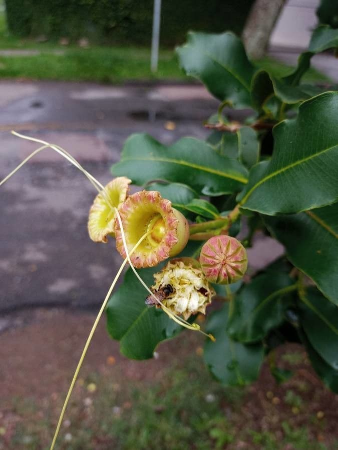 Lafoensia 6