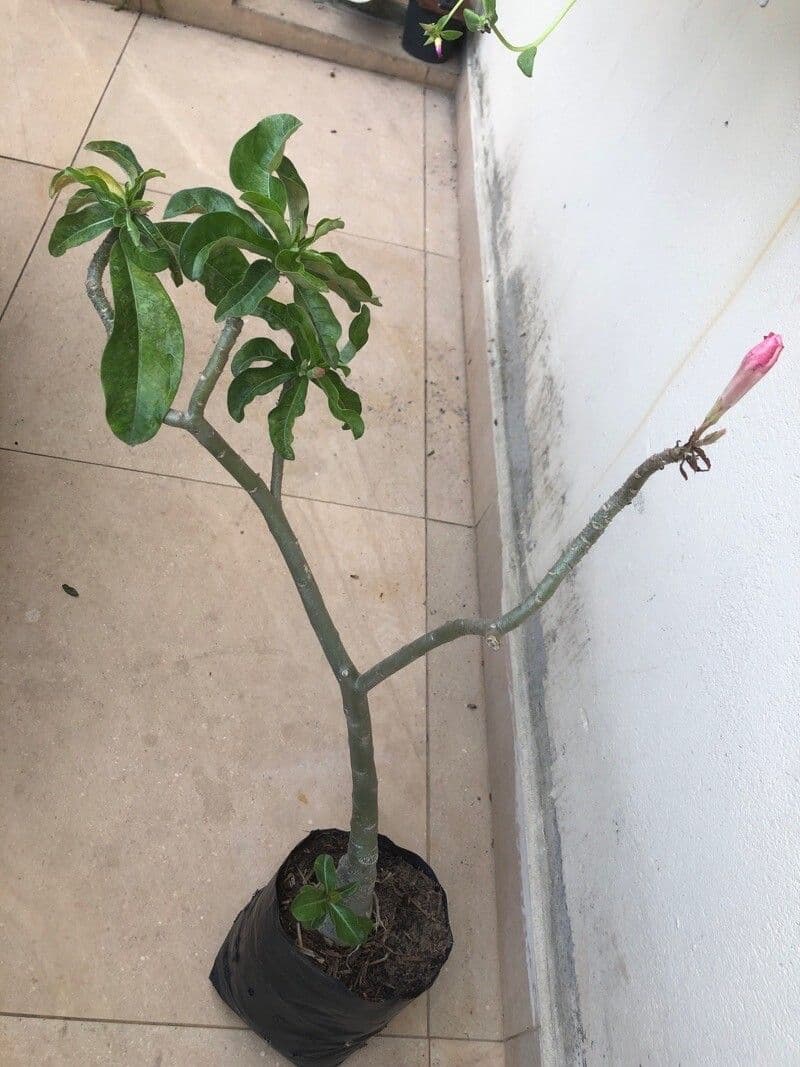 Adenium 20