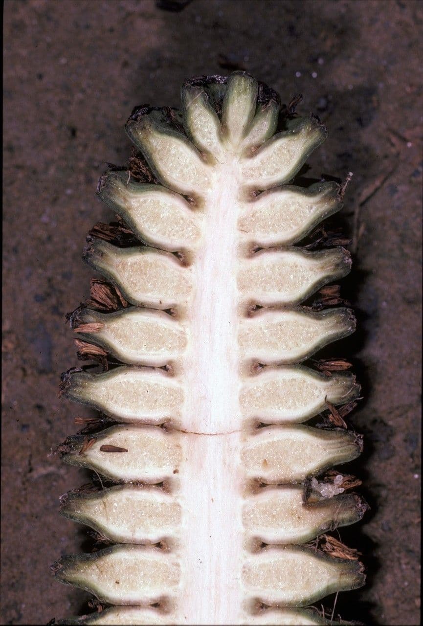 Cyclanthus