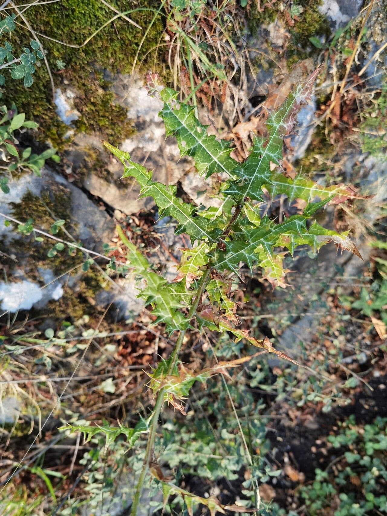 Ptilostemon strict 7