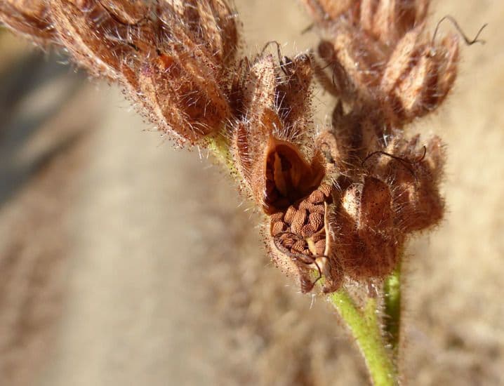 Facelia Bolandera 2
