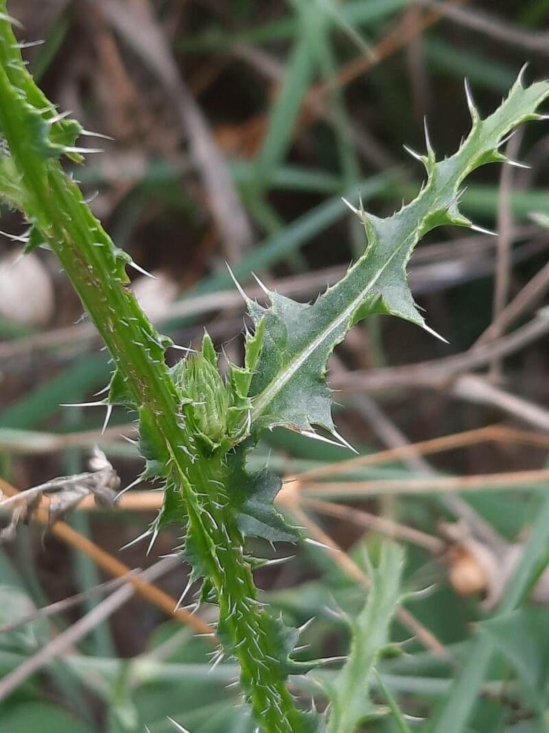 Weg-Distel 29