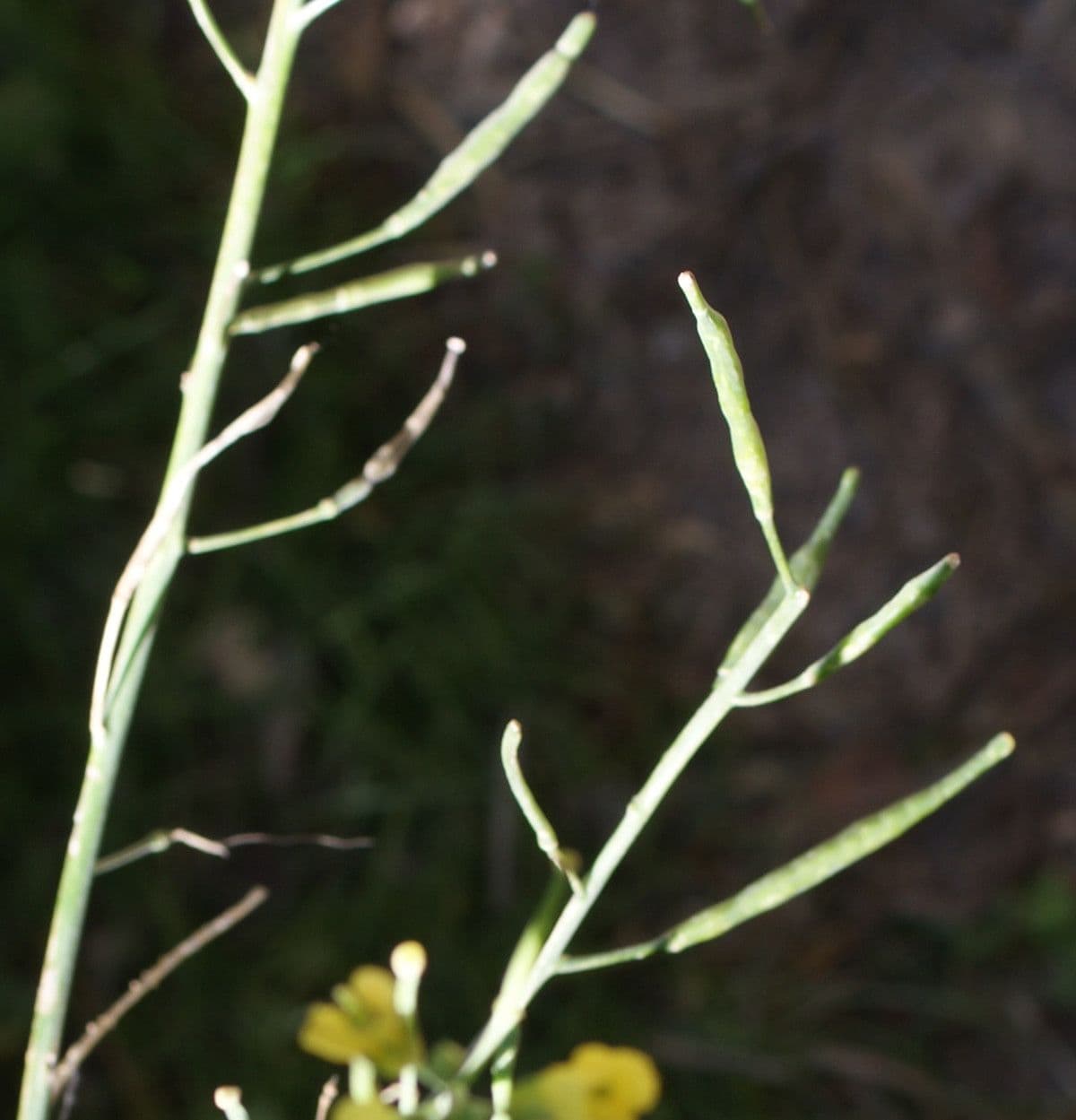Conringia orientale 4