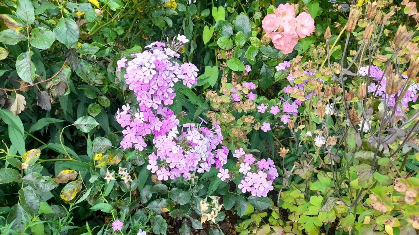 Gefleckte Phlox 7