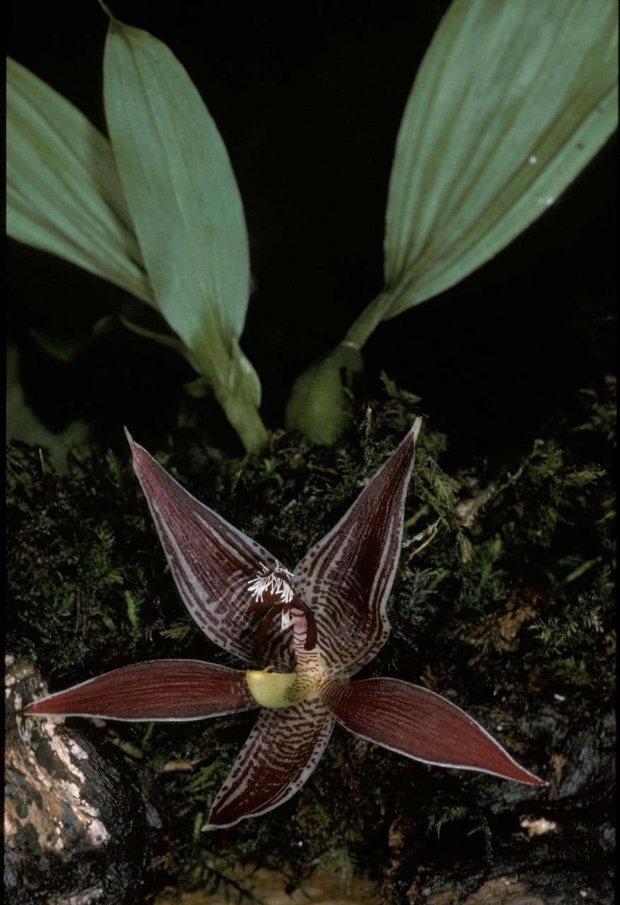 Paphinia 5