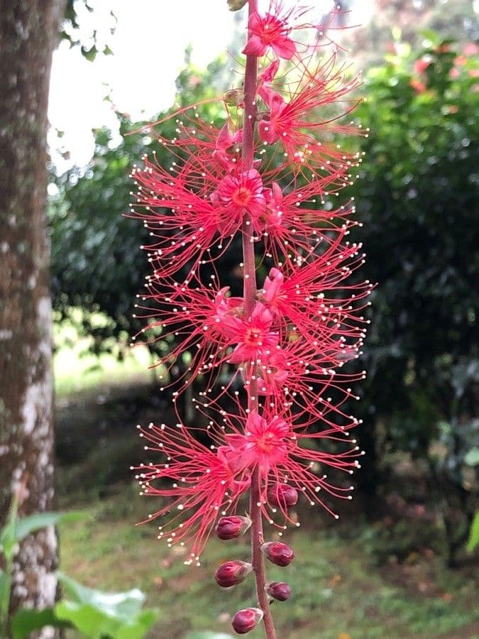 Barringtonia 7