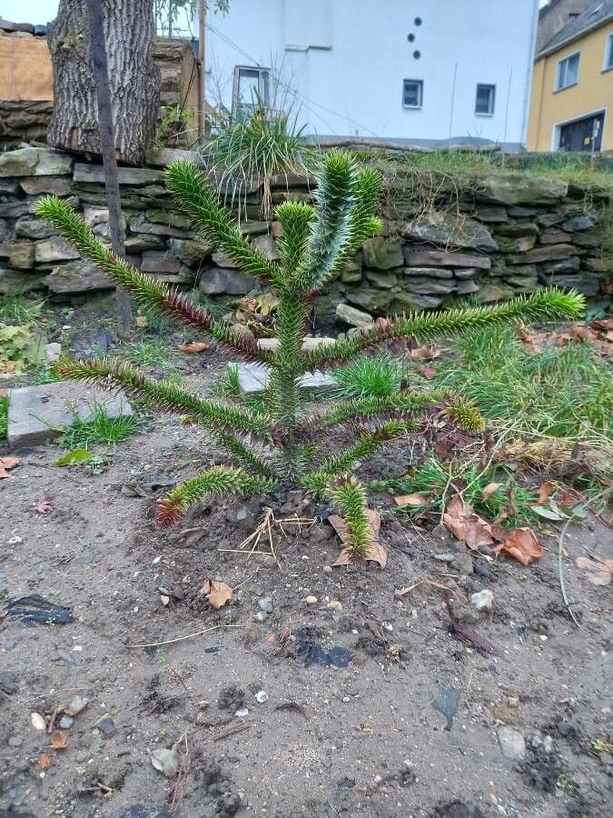 Aracauaria 13