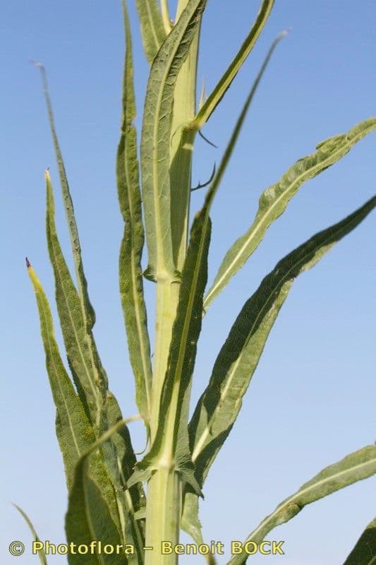 Crespigno palustre 25