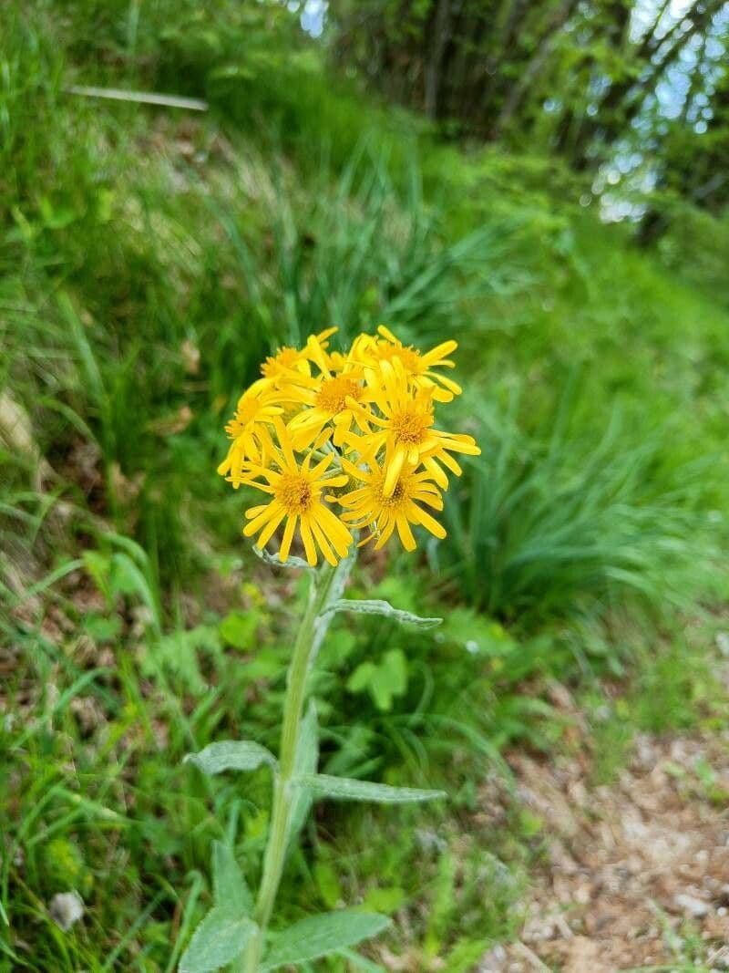 Tephroseris