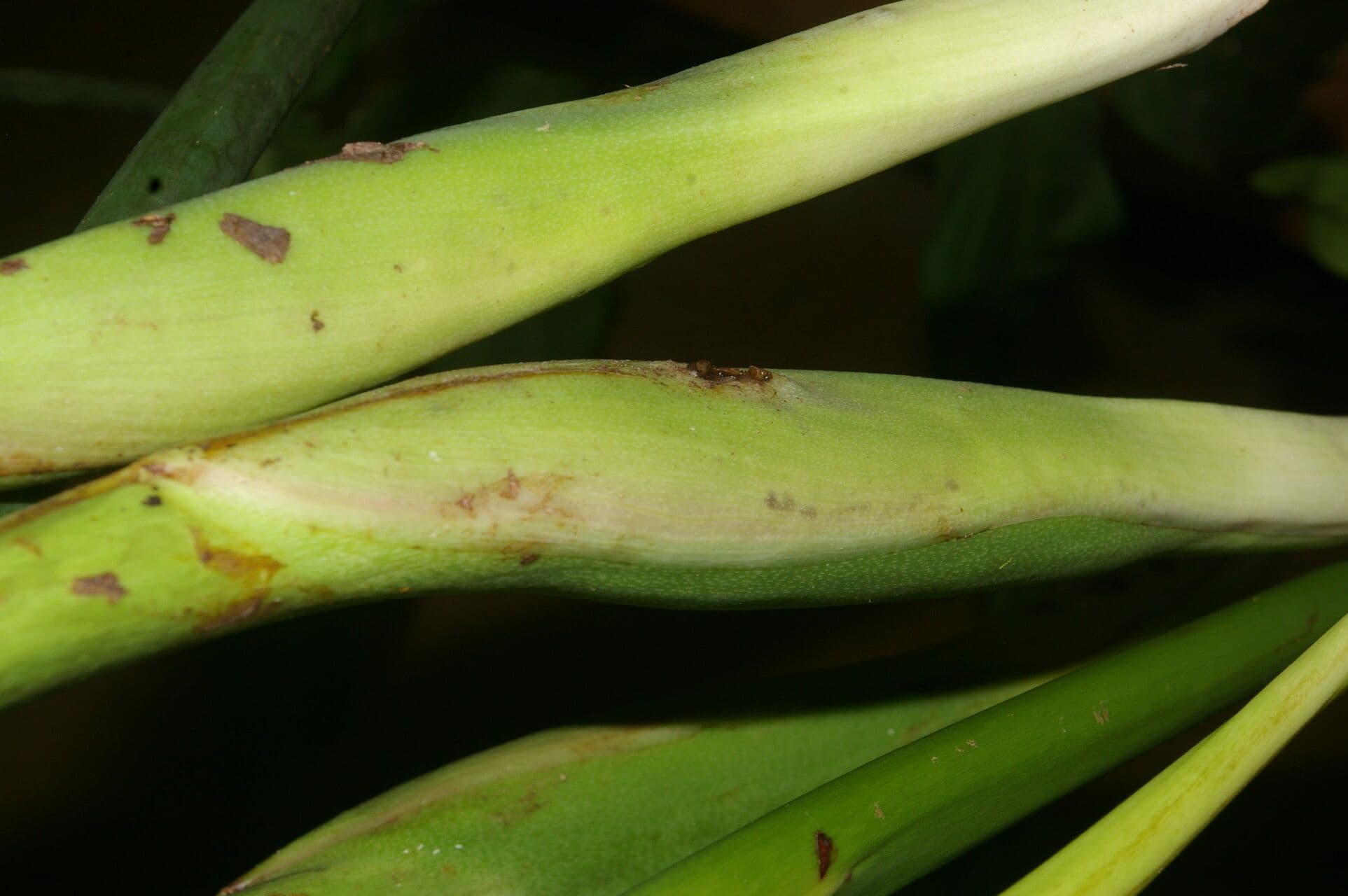 Philodendron 16