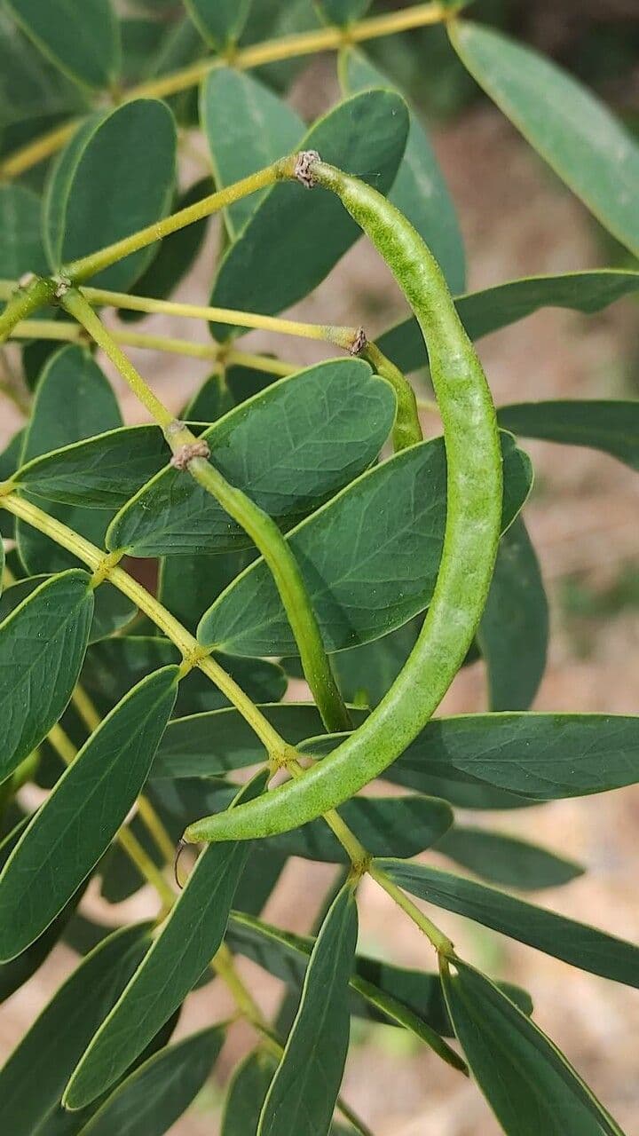 Sennà
