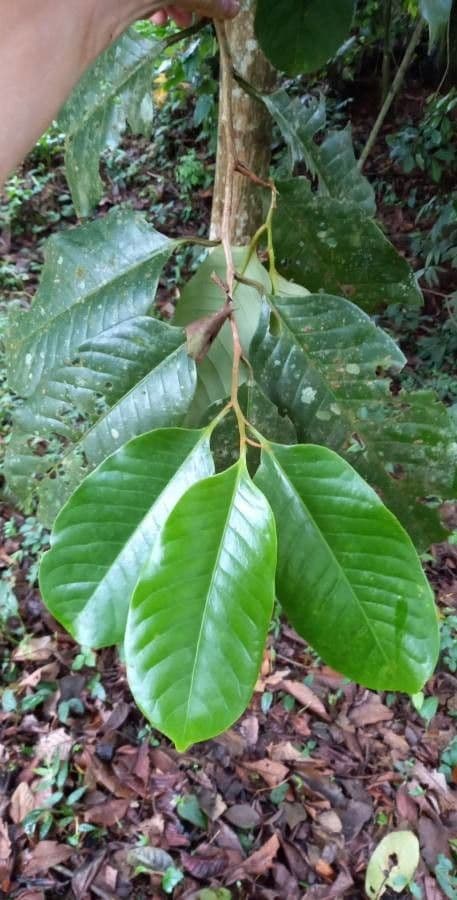 Otoba novogranatensis 15