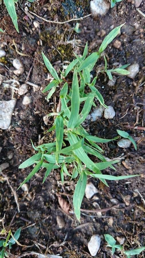 Erba pimento 19