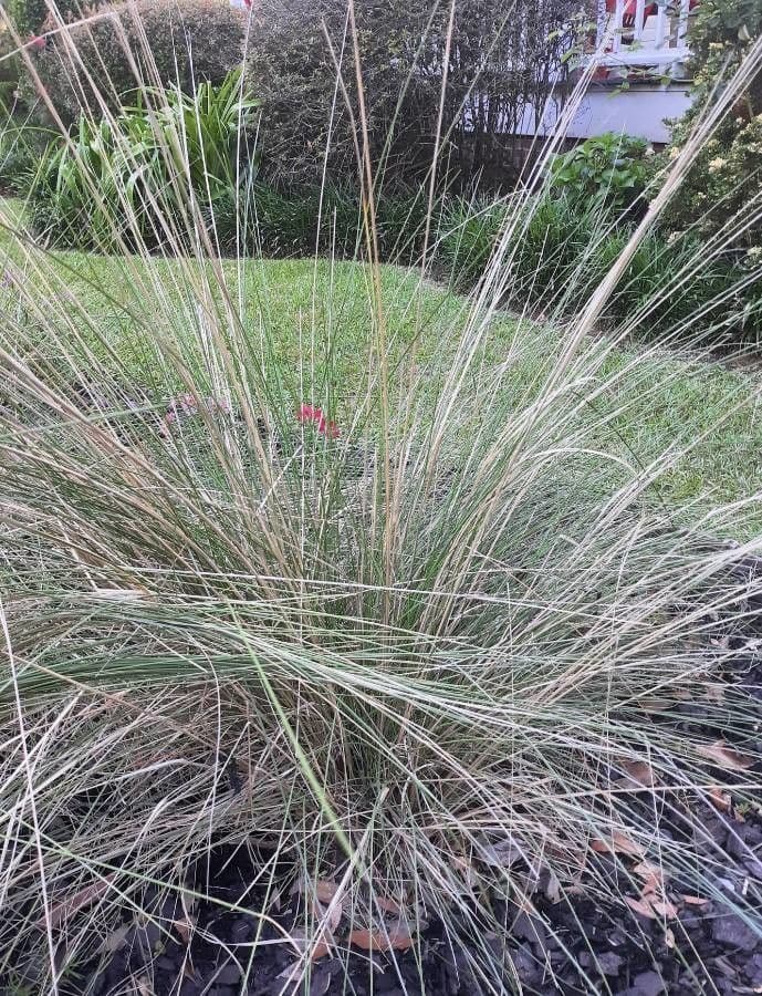 Muhlenbergia 9