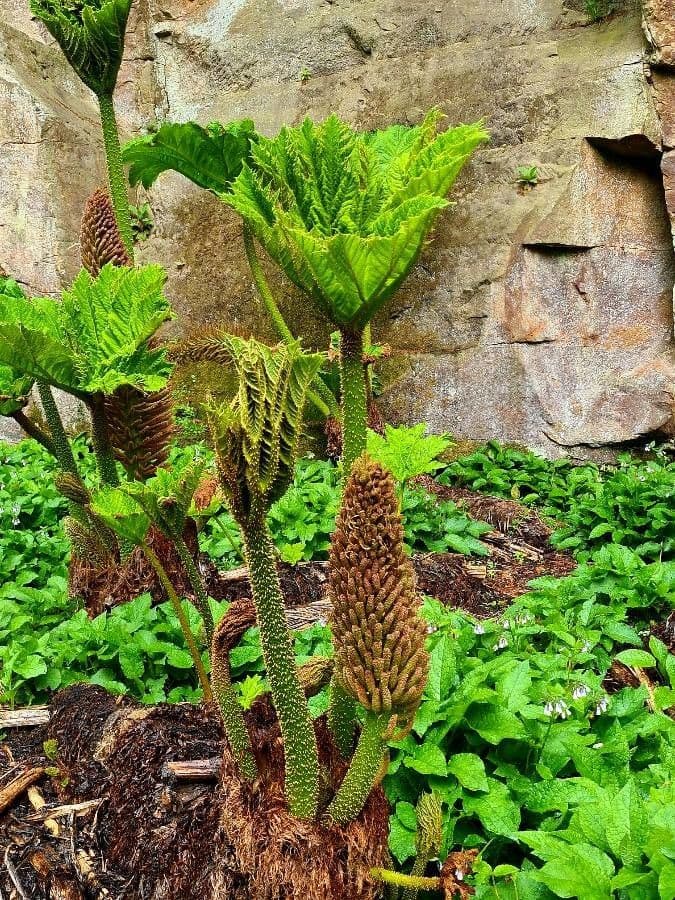 Gunnera tinctoria 16