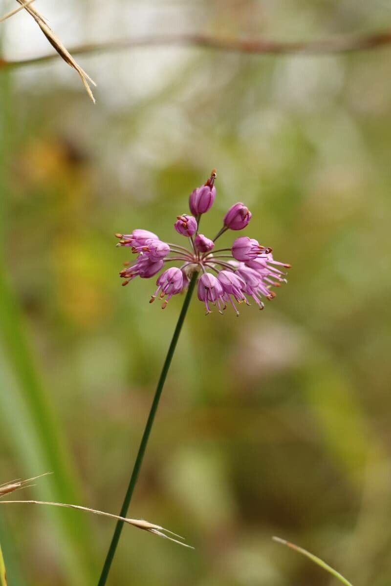 Cebula Thunberga 2