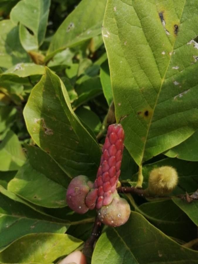 Magnolia acuminata