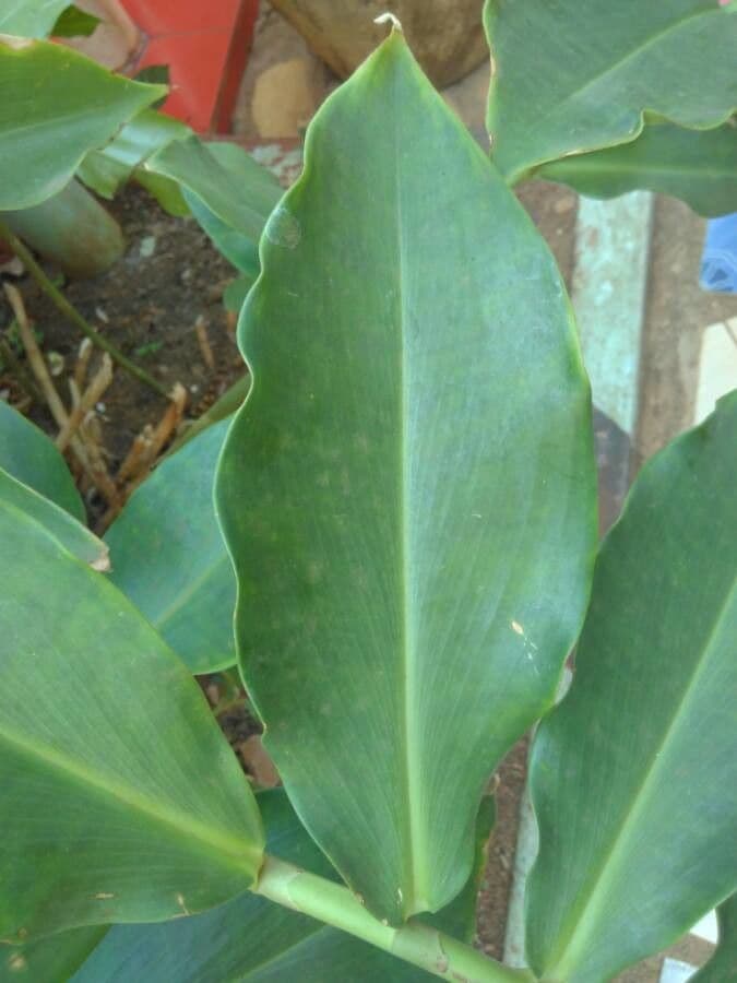 Costus africano 13