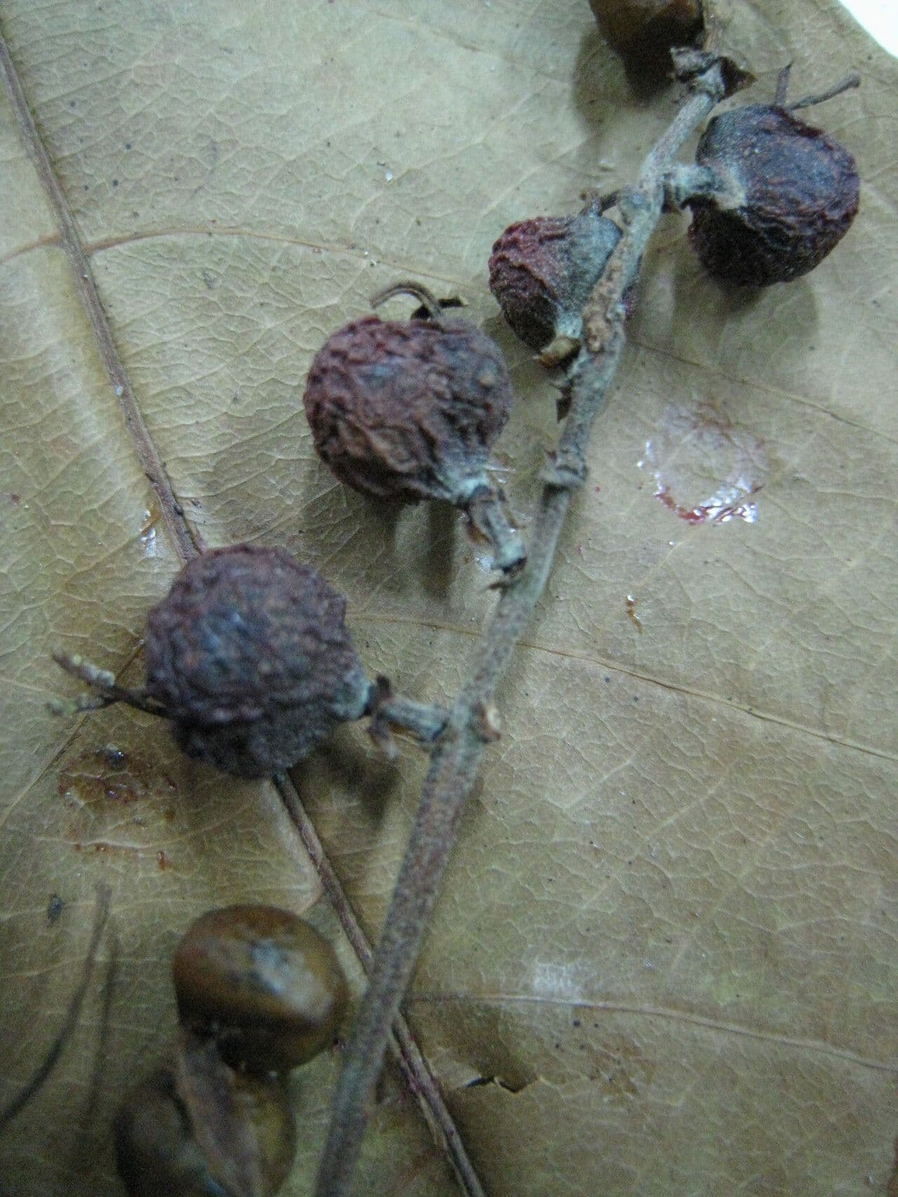 Alchornea discolor 7