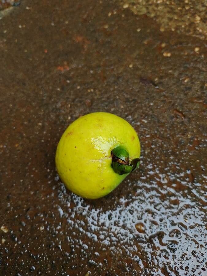 Guayaba