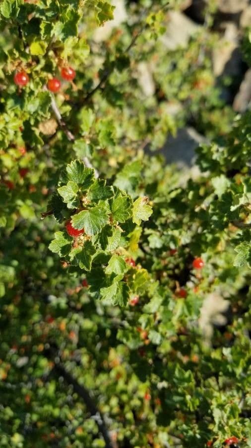 Ribes cereo 16