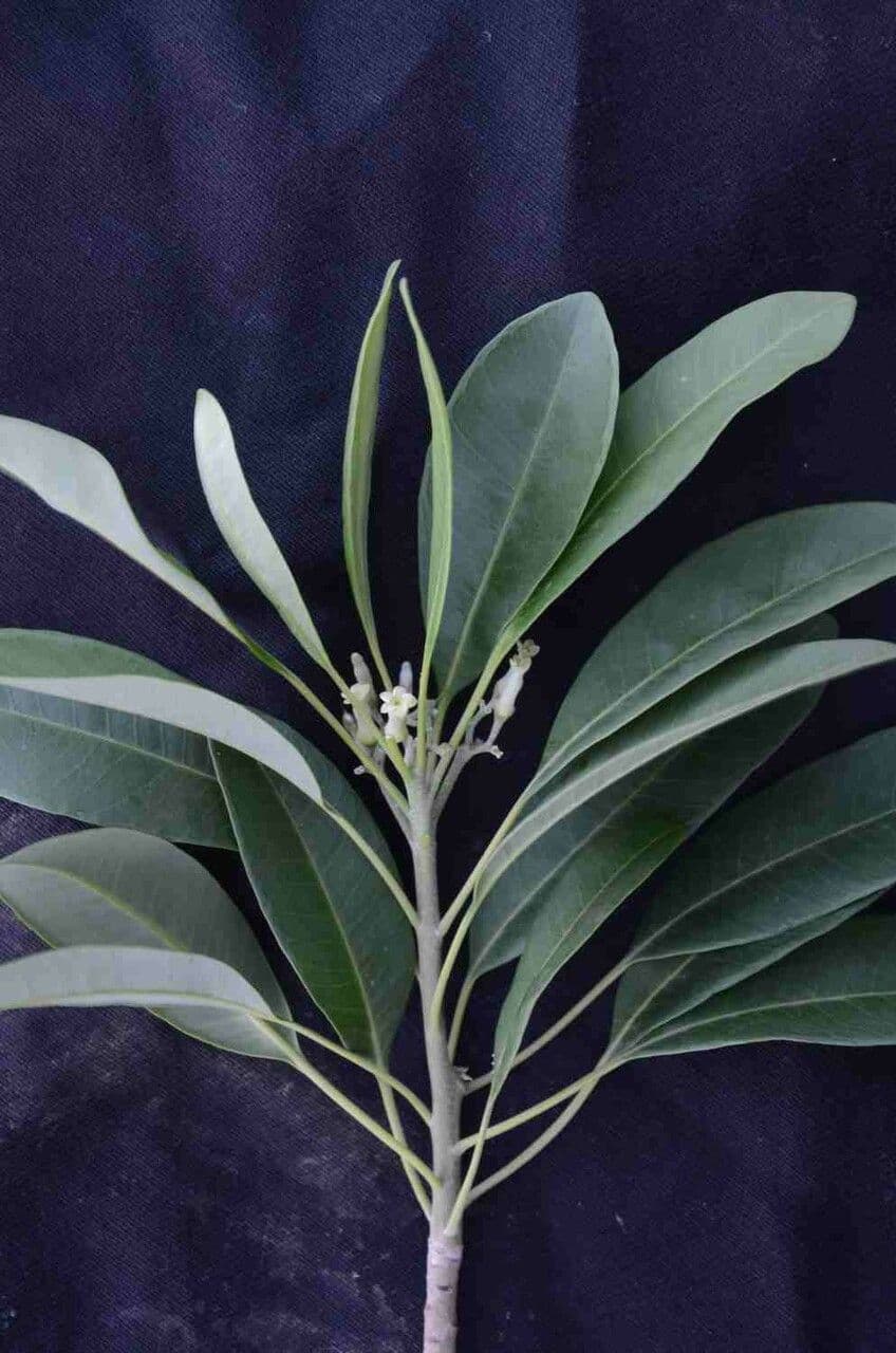 Aspidosperma australe 9