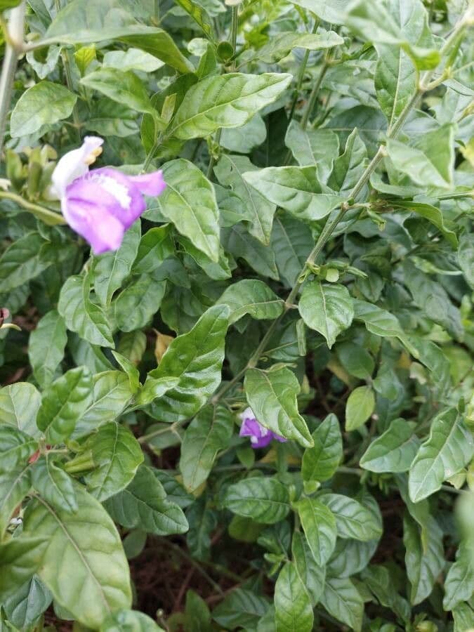 Clistax brasiliana 2