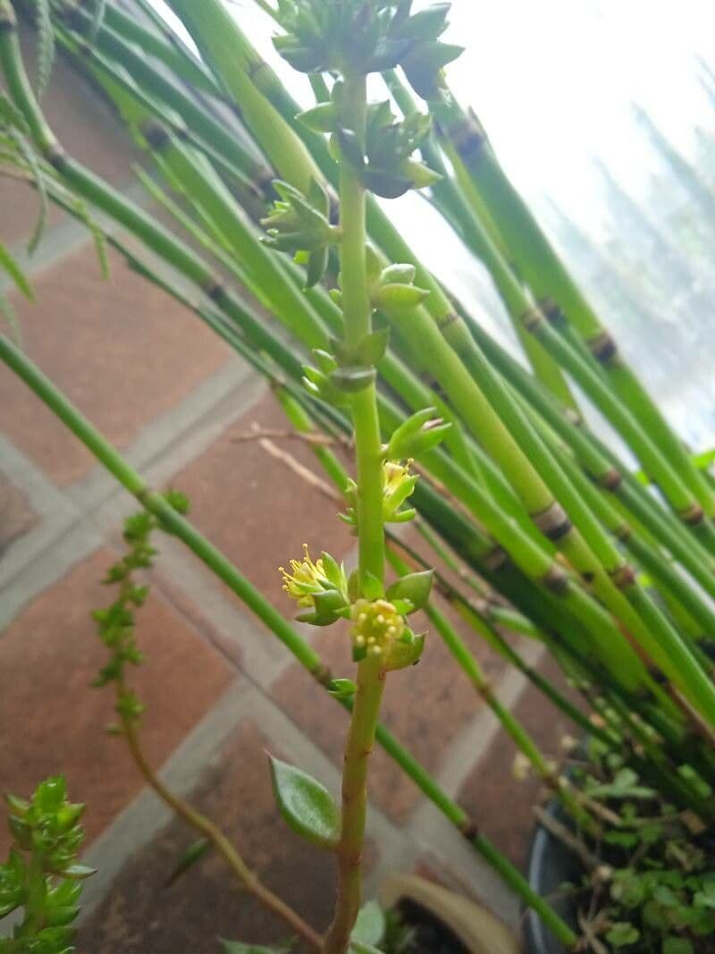 Lenophyllum