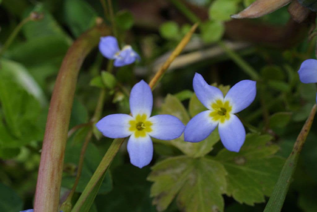 Houstonia serpyllifolia 4