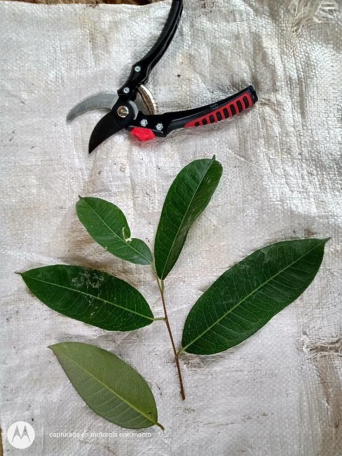Mabea nitida