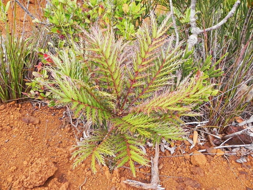 Myodocarpus 12