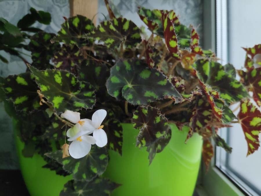 Begonia