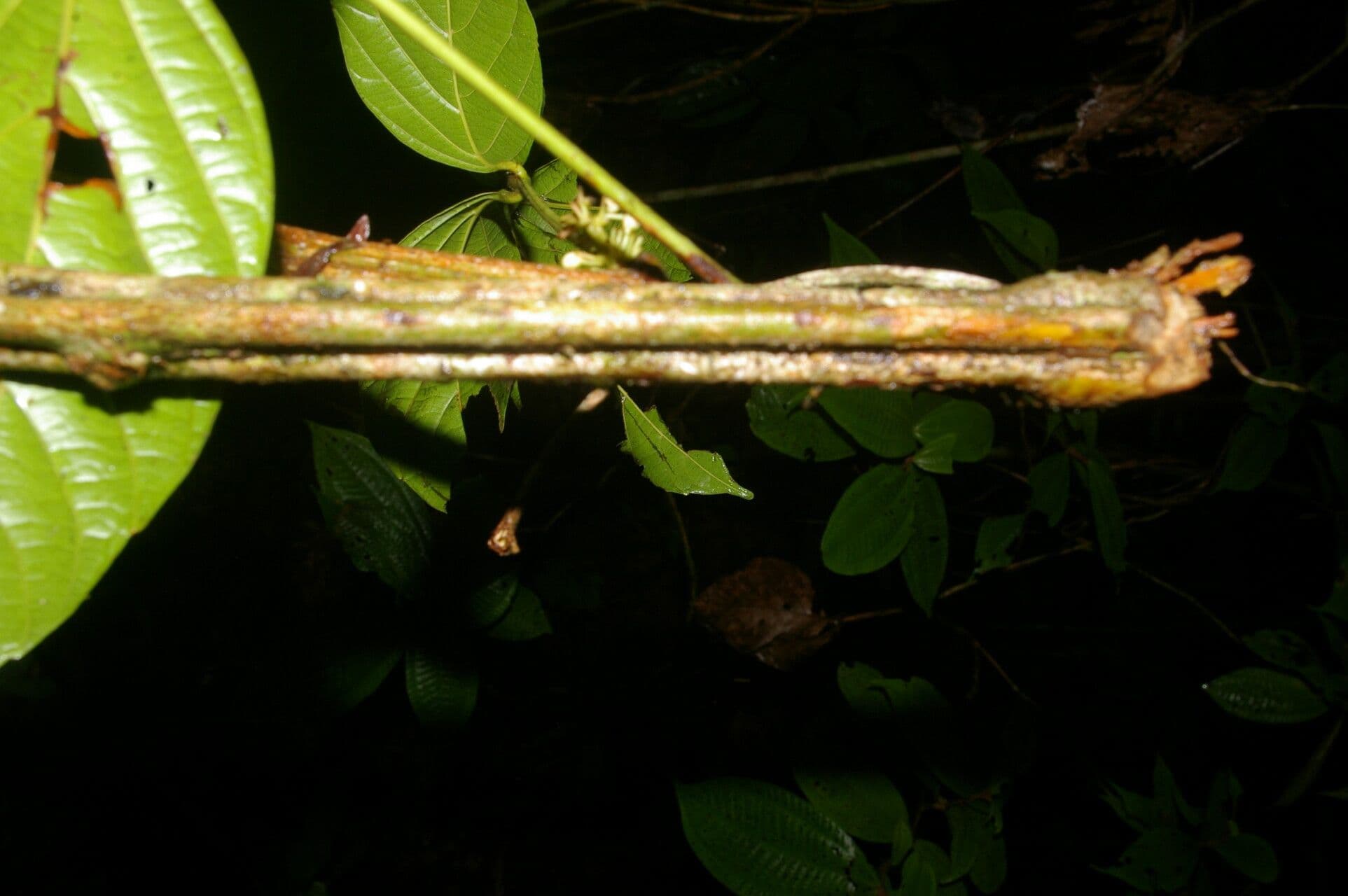 Paullinia pinnata 20