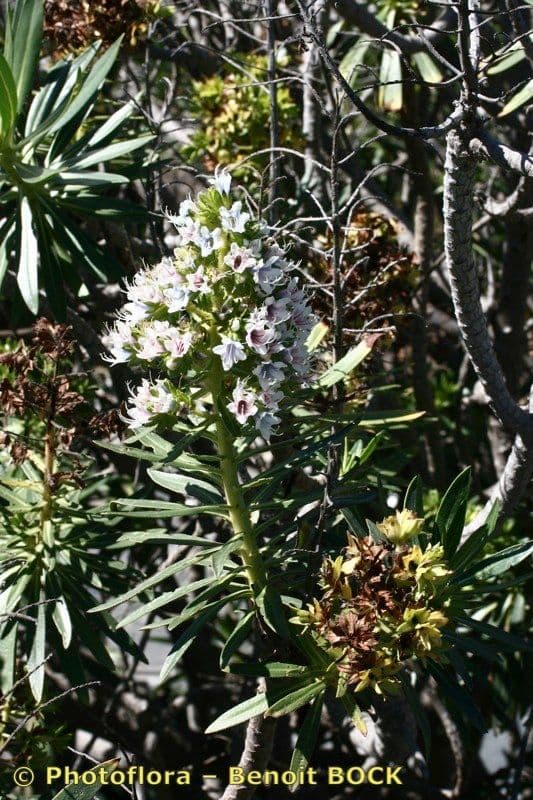 Echium ostny 17