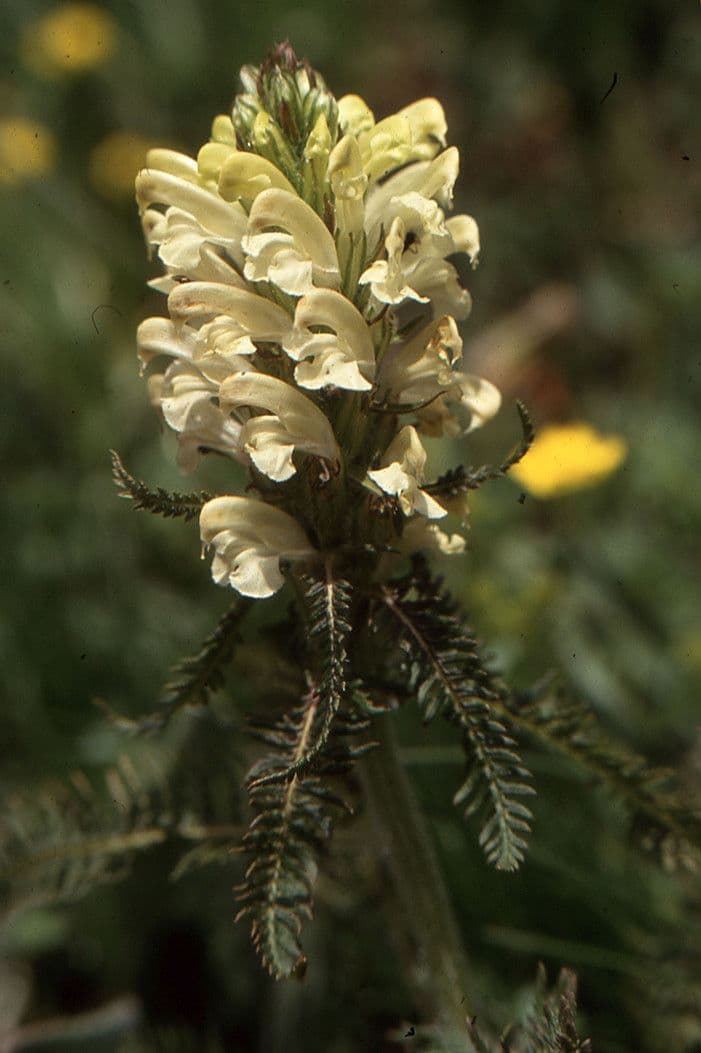 Pedicularis comosa 15