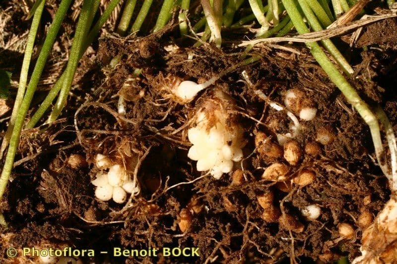 Gagea spathacea 13