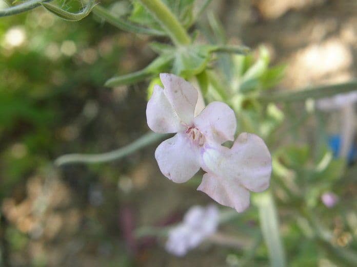 Salvia 2