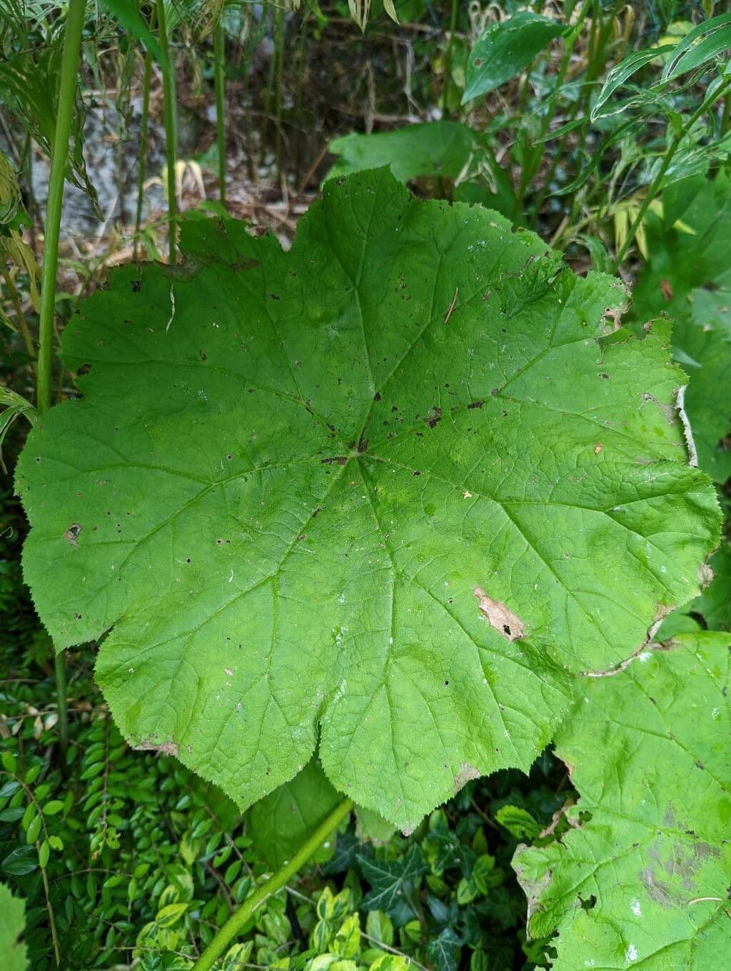 Astilboides 13