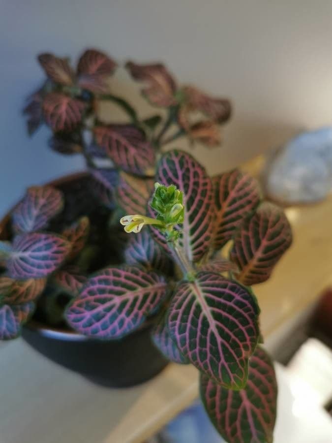 Fittonia 4