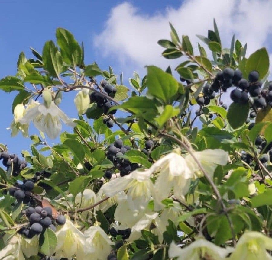 Clematis cirrhosa 5