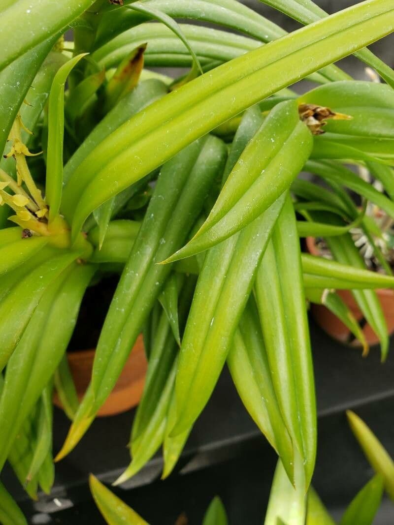 Reichblütige Mycaranthes 5