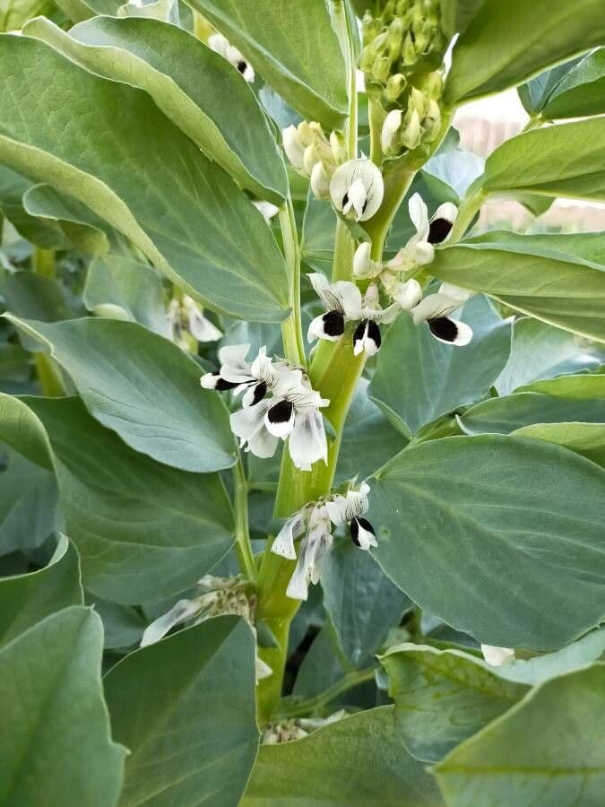 Ackerbohne 6