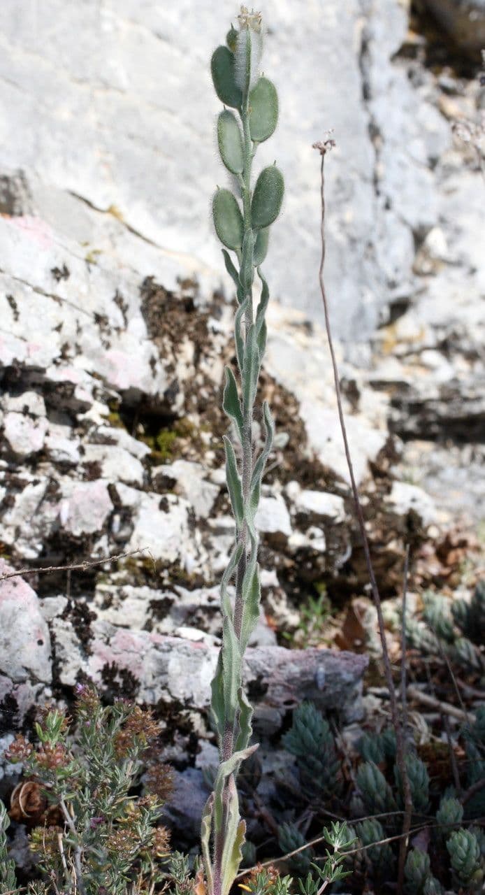 Fibigia clypeata 11