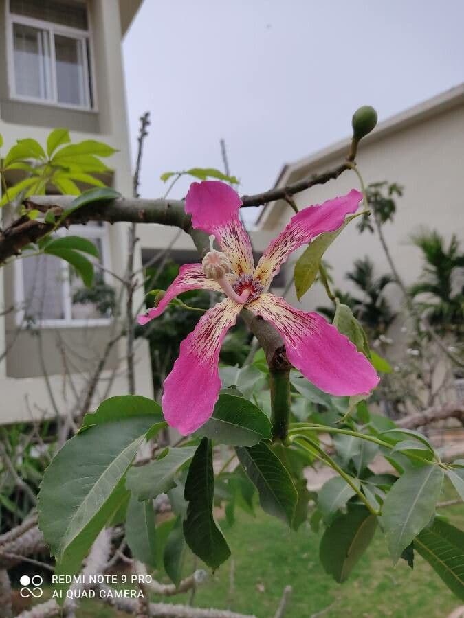 Ceiba speciosa 7