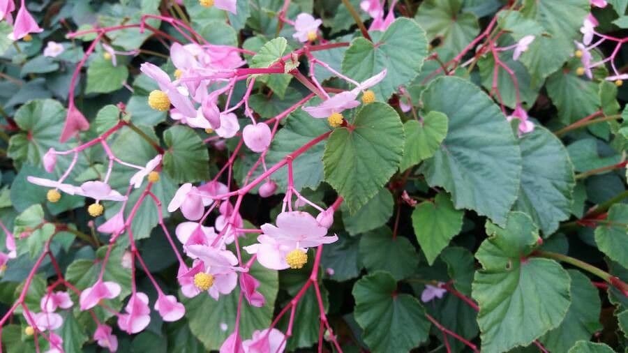 Begonia 9