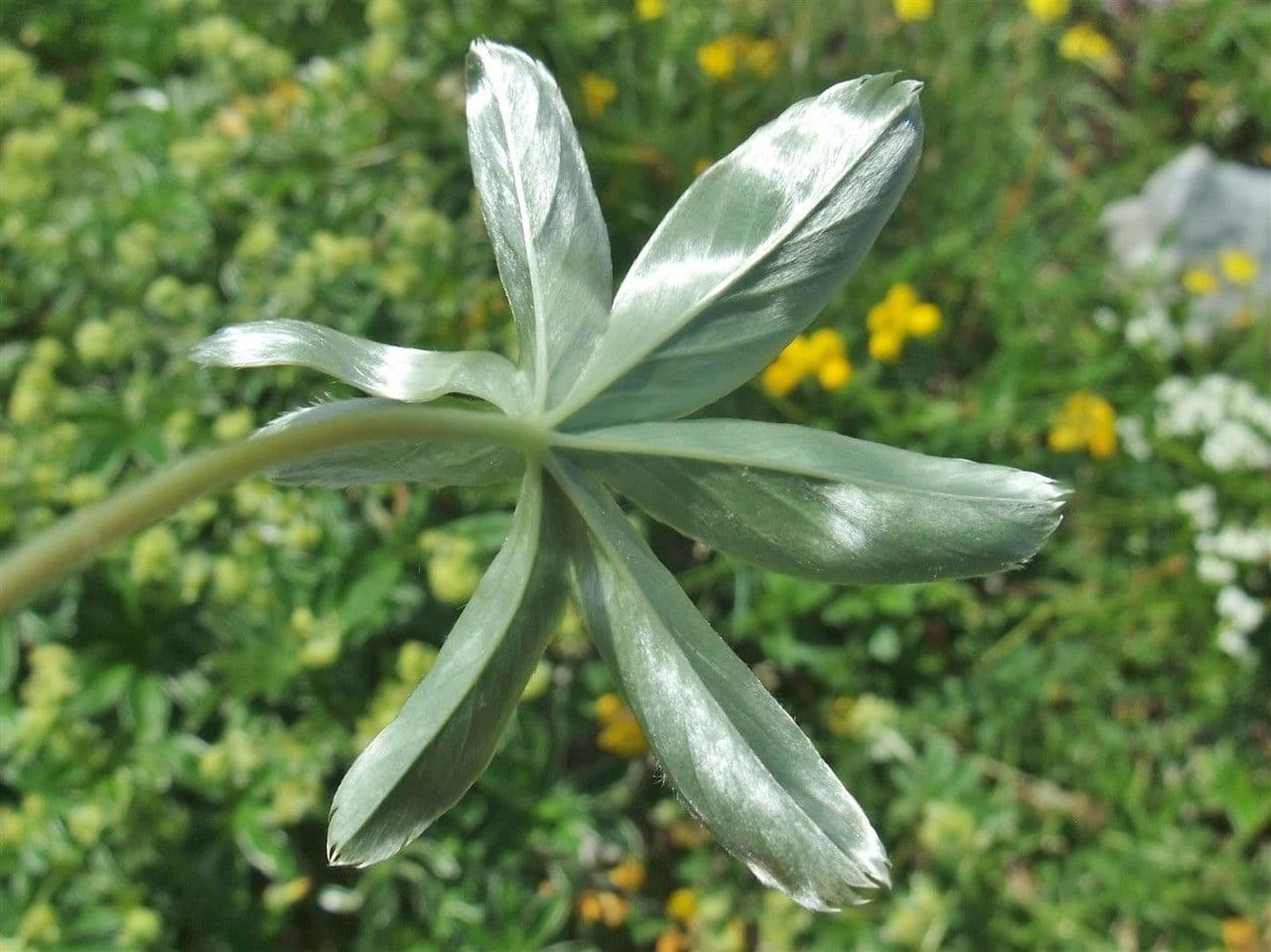 Alchemilla congiunta 12